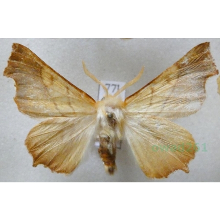 Ennomos fuscantaria (Haworth, 1809) female Latalec najesioniak Czech77l